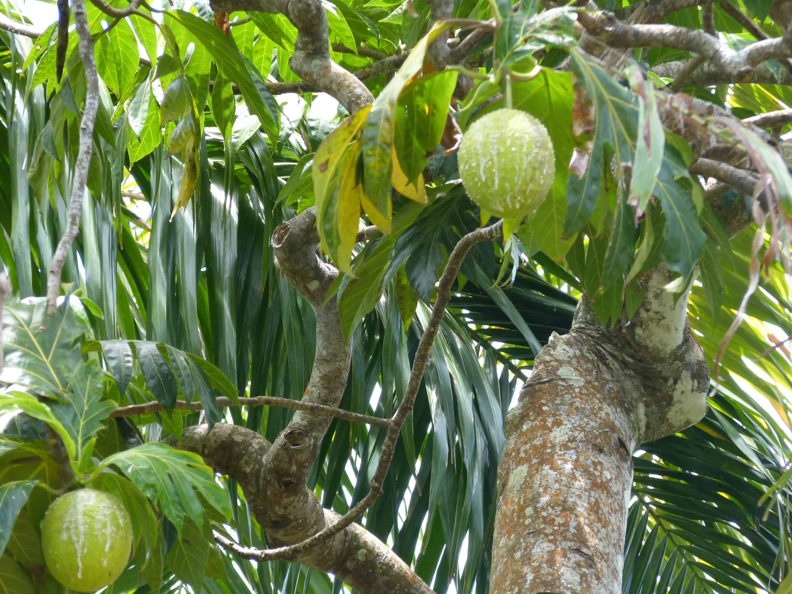 green tropical vegetation